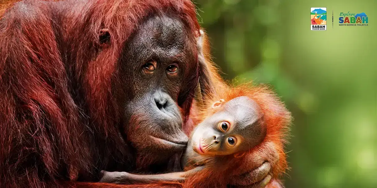 Wildlife Escape to Borneo: A Malaysian Adventure Experience