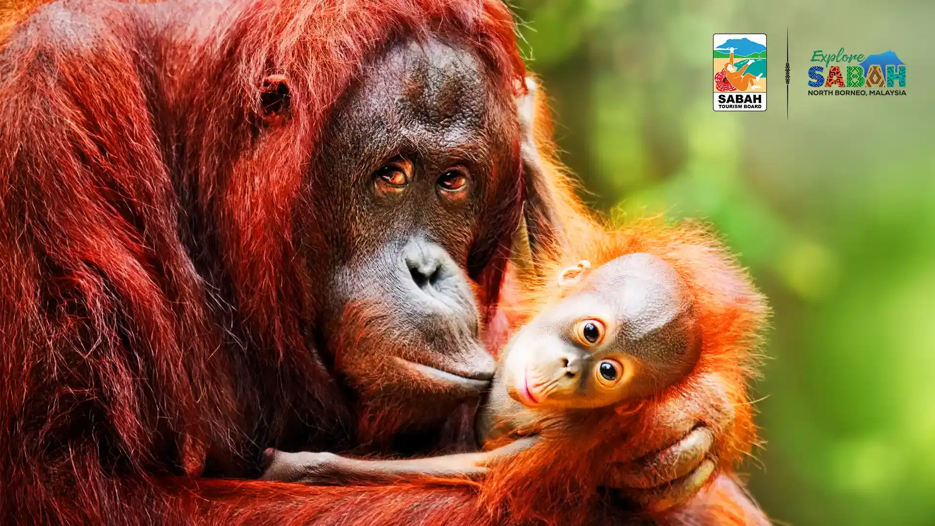 Wildlife Escape to Borneo: A Malaysian Adventure Experience